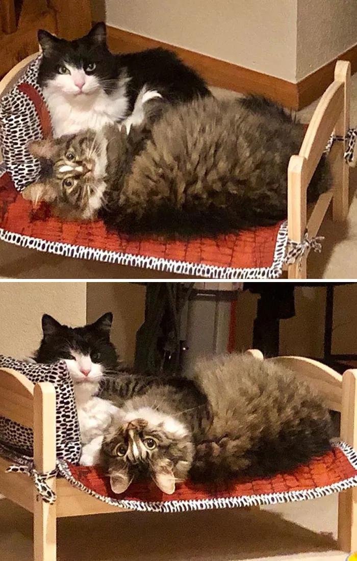 宜家小床被铲屎官们变成宠物床,日本网友:我“泡面杯床”不服