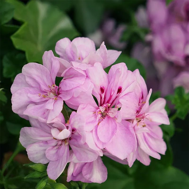 这种花别乱浇水水越多越不开花,这种花不怕冷好养易活