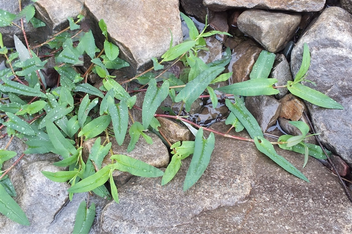 雀翘，见过吗？清热解毒，止痒。治带状疱疹，皮炎，皮肤瘙痒症