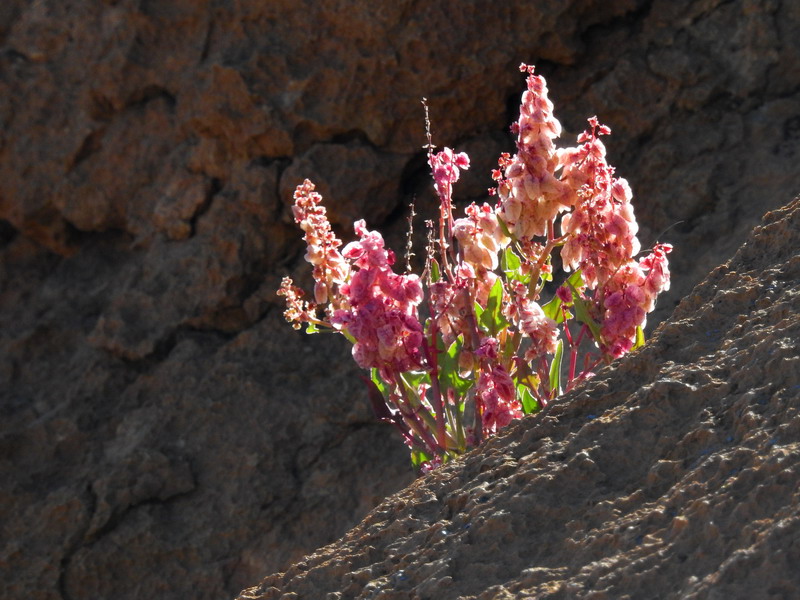 撒哈拉沙尘暴照片,撒哈拉沙漠沙尘暴实拍