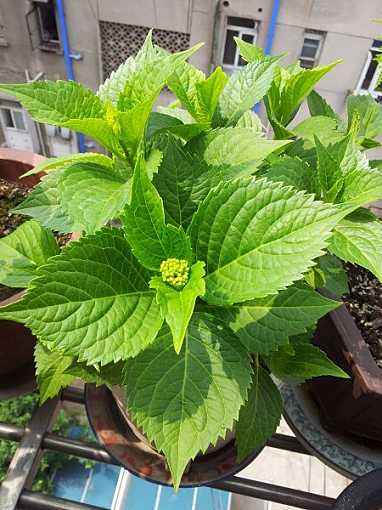 想让花开得漂亮用什么,绣球花开花少不缺阳光不缺肥