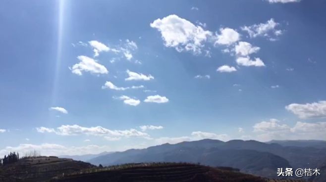 一口就爆汁！陕西突围水蜜桃成熟了，真正的自然熟，桃园现摘现发