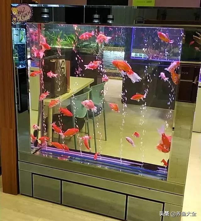 养鱼知识分享从0开始,养鱼知识干货