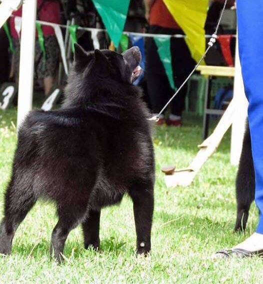 魔鬼小黑狗,魔鬼小黑犬幼犬视频