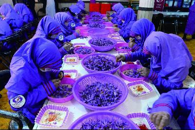 藏红花,在阿富汗象征幸福与和平