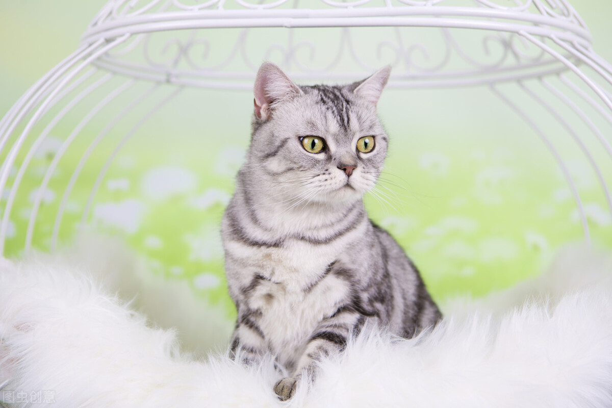 适合新手宠物猫,宠物猫新手哪种好养