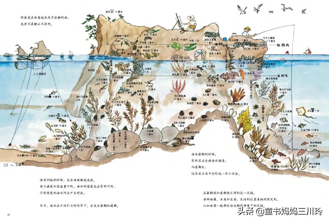 鏃ユ湰绉戝涔嬬埗,鏃ユ湰绉戝缁樻湰