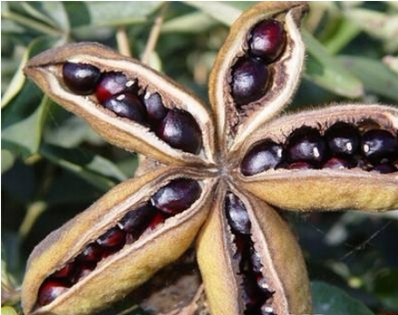 牡丹，熟悉而陌生——“花王”的前世今生，带你重新认识牡丹