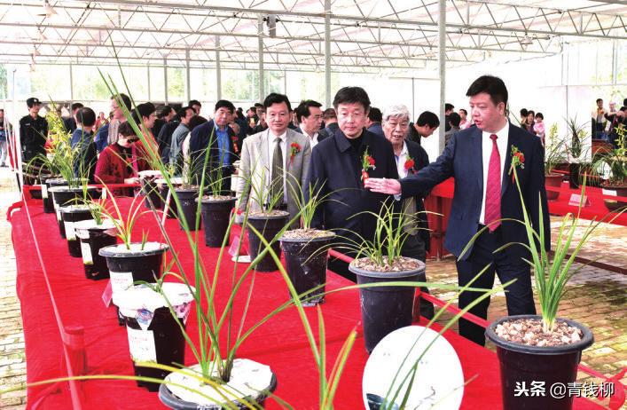 陕西秦岭兰花基地,陕西大秦岭兰花生态种植园