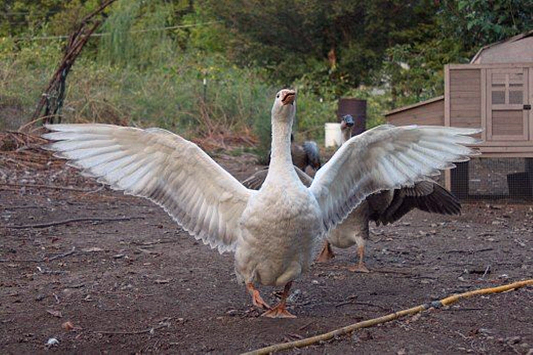 豹猫觅食咬死农户37只鸡,野生豹猫咬死家禽