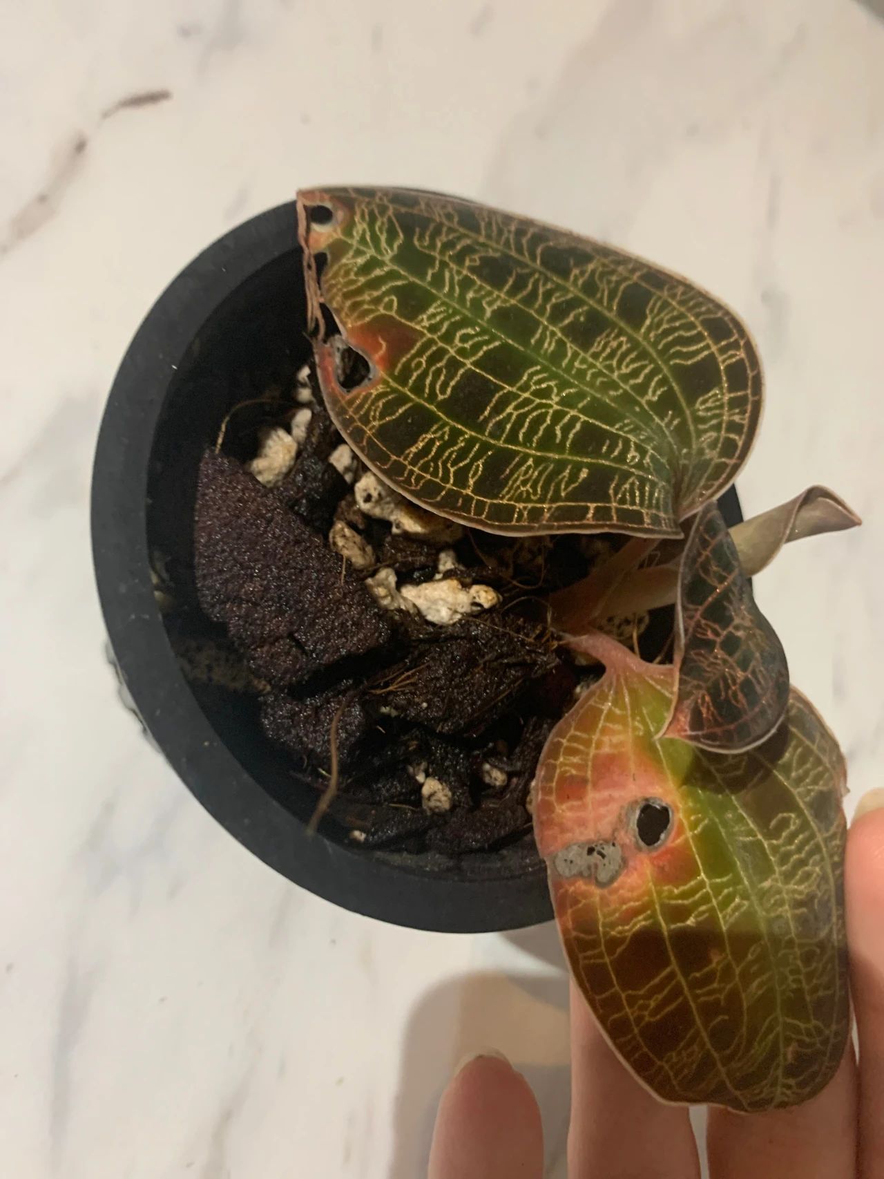 绿翡翠宝石兰植物,宝石兰植物