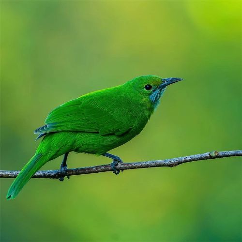 汉字七的大写数字,数字七汉字的正确写法