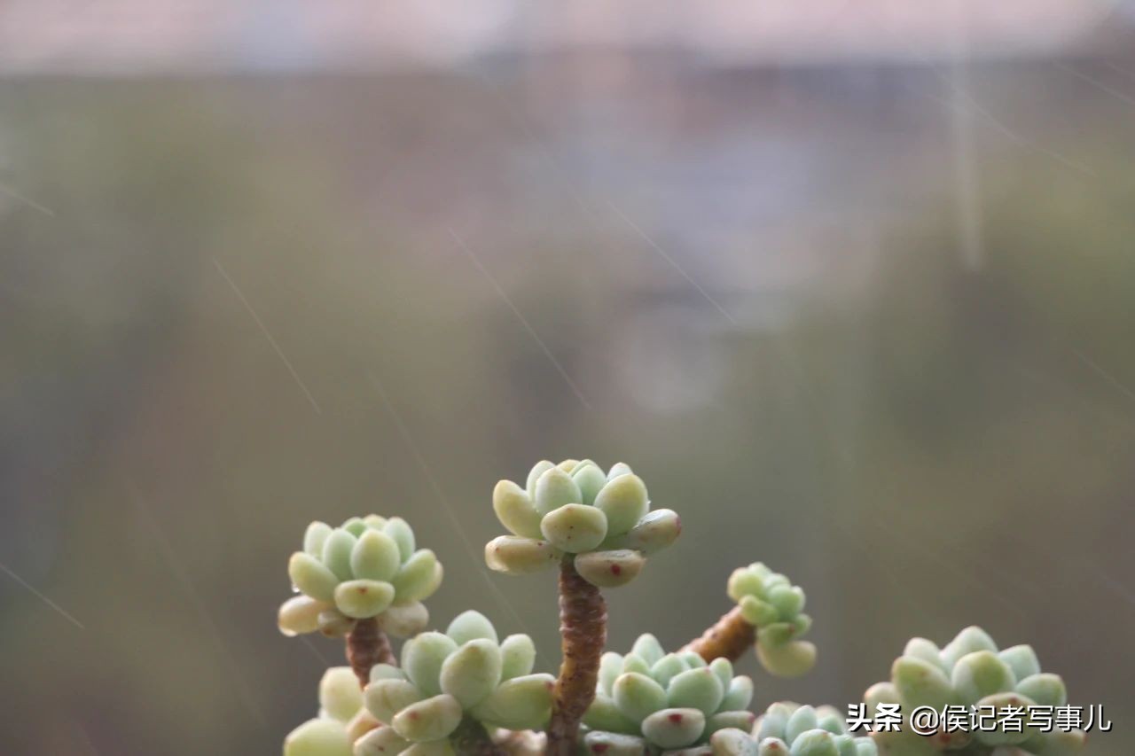 春风和,春风和duke