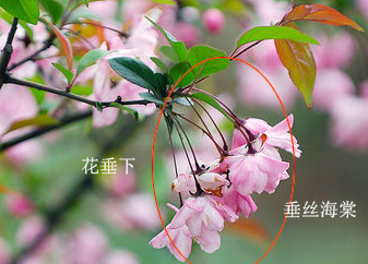 食用海棠和观赏海棠怎么区别,怎么区分海棠的花