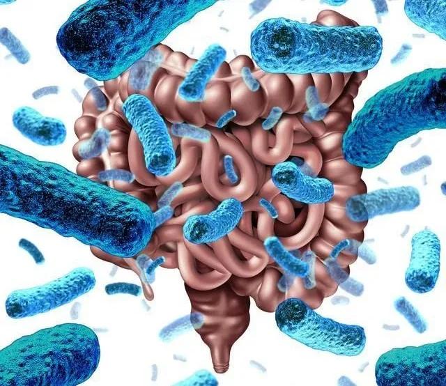 海鲜过敏肠道菌群有关系吗,肠道菌群紊乱导致过敏