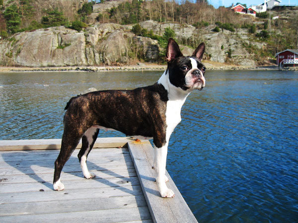 柴犬柯基傻傻分不清,柴犬分辨得出坏人吗