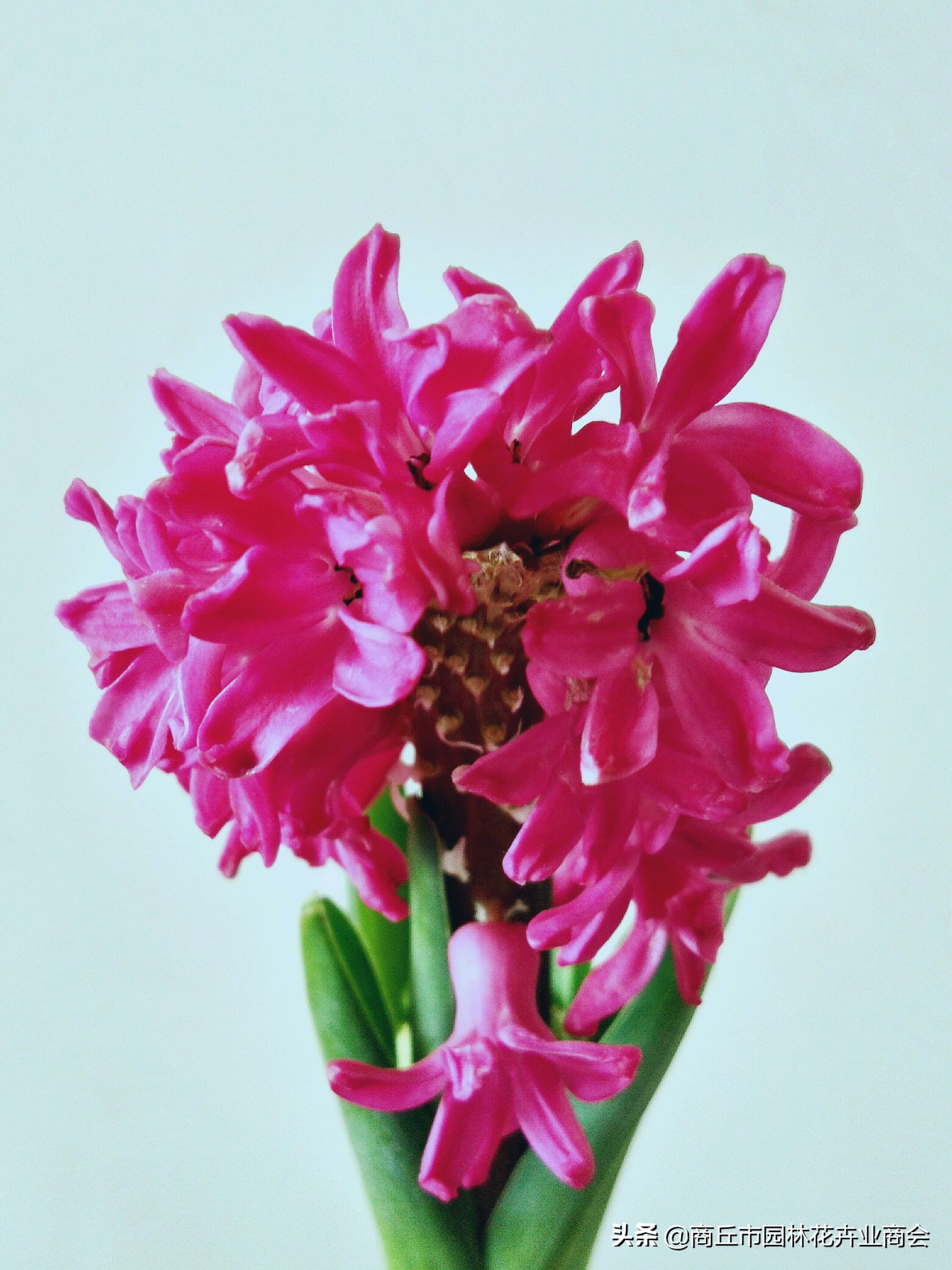 葡萄风信子种球要剥皮吗,风信子种球要不要剥皮