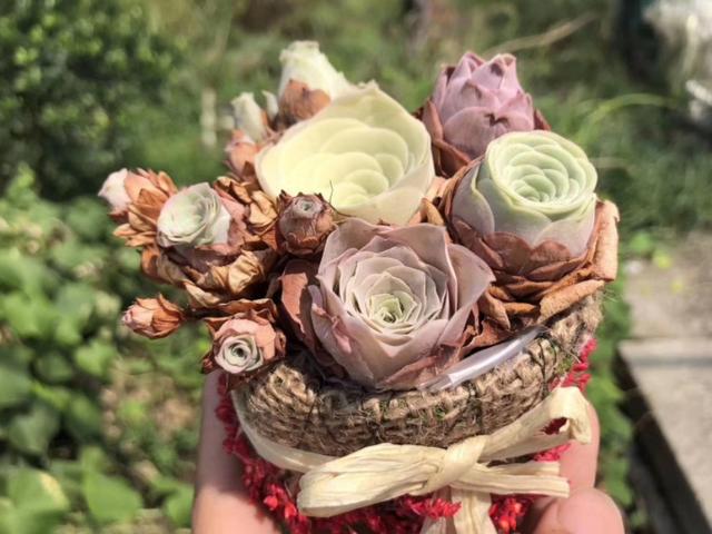 山地玫瑰的休眠期,山地玫瑰休眠期图片