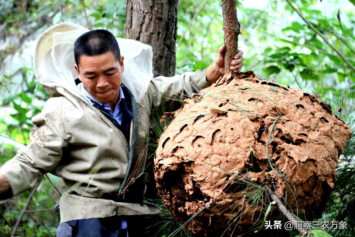 蜜蜂养殖简单技术注意事项,蜜蜂养殖技巧和方法