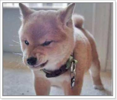 碰到恶狗咬人怎么保护自己,遇到恶犬如何防止被咬