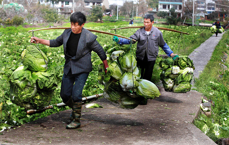 大白菜的种植季节和方法是什么,大白菜最佳种植时间