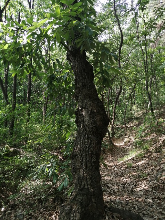 镇平菩提寺文物,镇平菩提寺是八大名寺吗