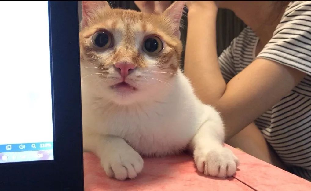 养猫的房间可以用酒精消毒吗,疫情养狗狗家里怎么消毒