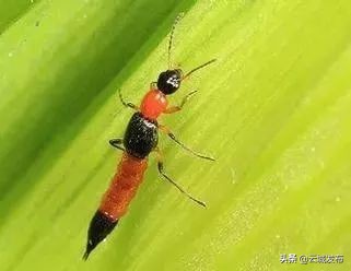 @云浮人虫出没，请注意！