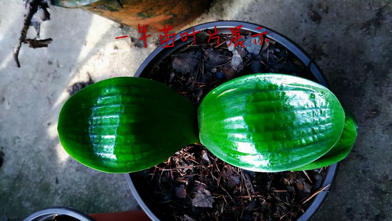 一叶君子兰苗用什么土栽种,君子兰一叶苗的养法