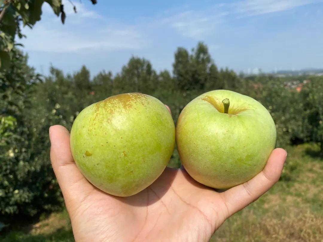 苹果嫁接什么水果好,苹果必须嫁接才好吃吗