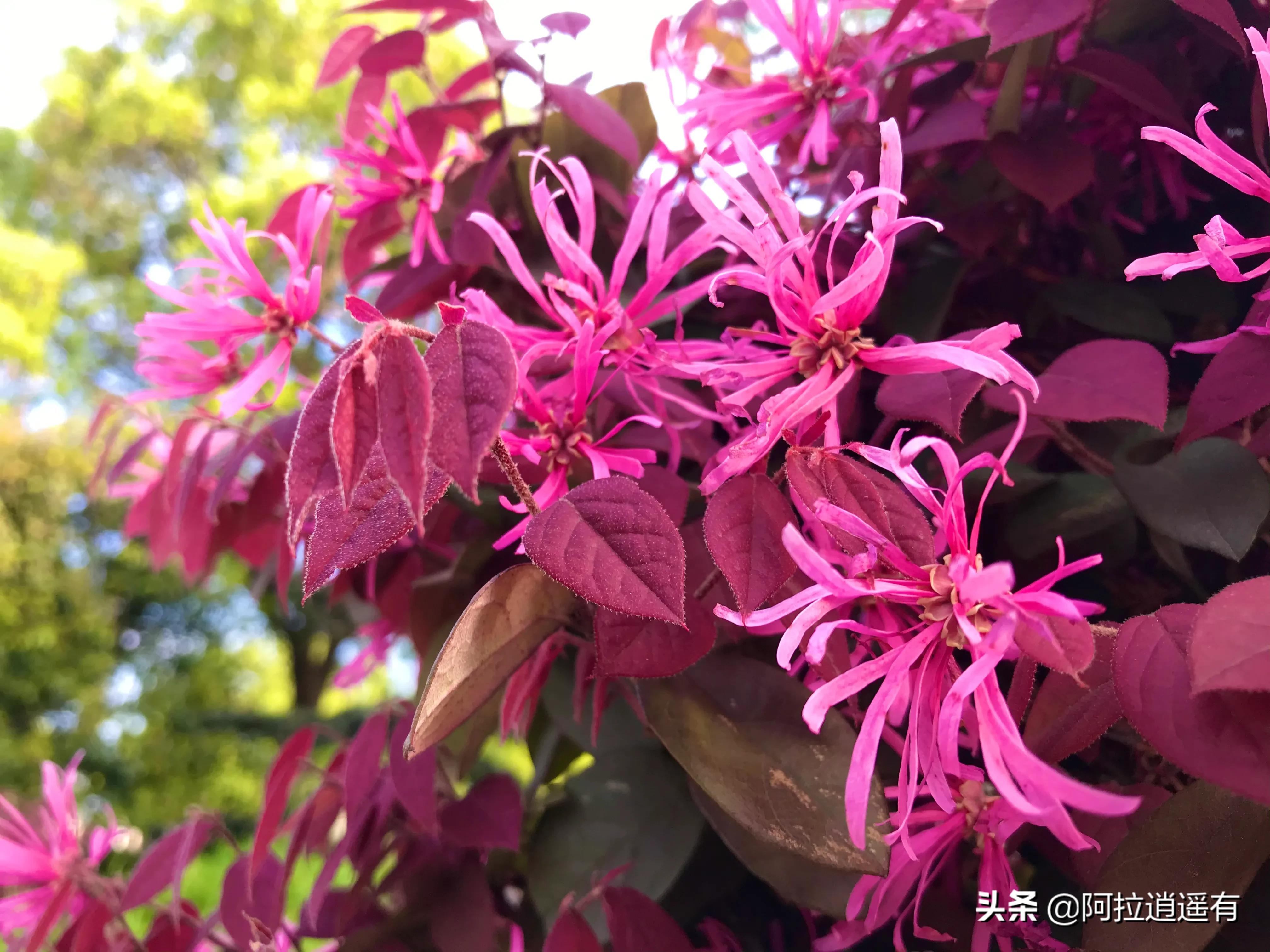 古人为植物写下的情感寄托的诗,古人种花弄草的诗句