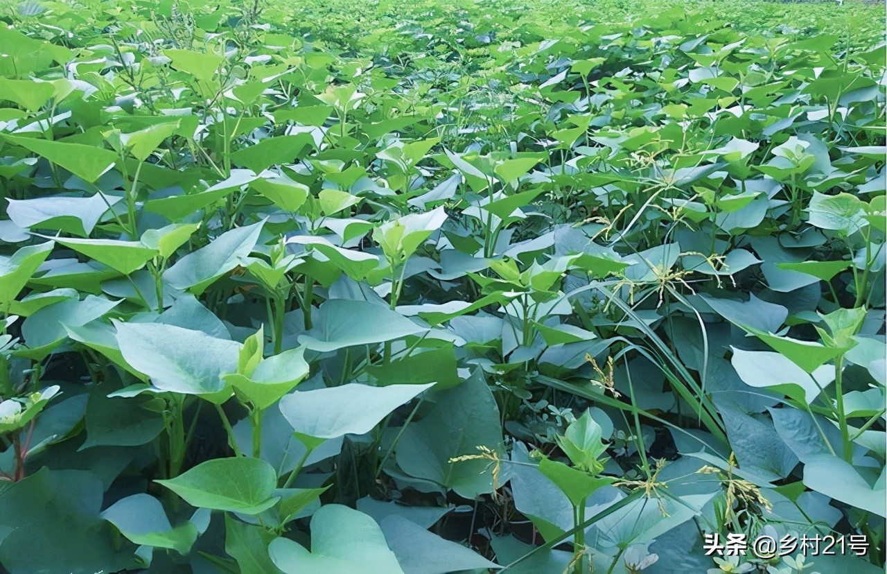 红薯只长秧不结红薯,红薯只长秧子不结薯