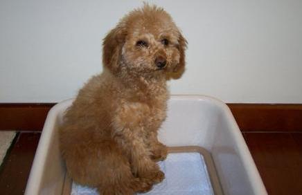 训练泰迪犬的“黄金时期”，主人不要错过了，教几次它就会了