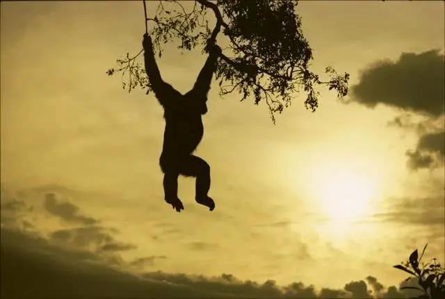 同在非洲,为什么摩洛哥人不是黑色皮肤?非洲人是哪个人种?