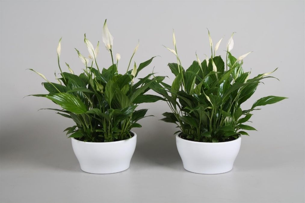 白掌不旺盛啥原因,白掌快速处理的方法如下