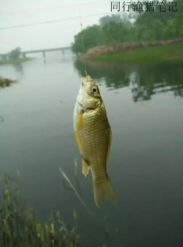钓鱼记录2019,最新的钓鱼日记