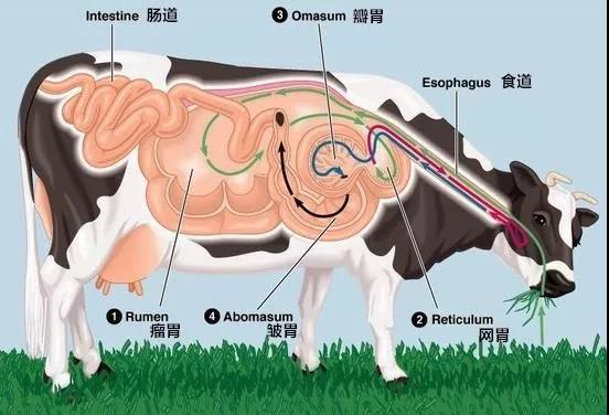 有四个胃哪个才是真正的胃,拥有四个胃其中哪个胃是真正的胃