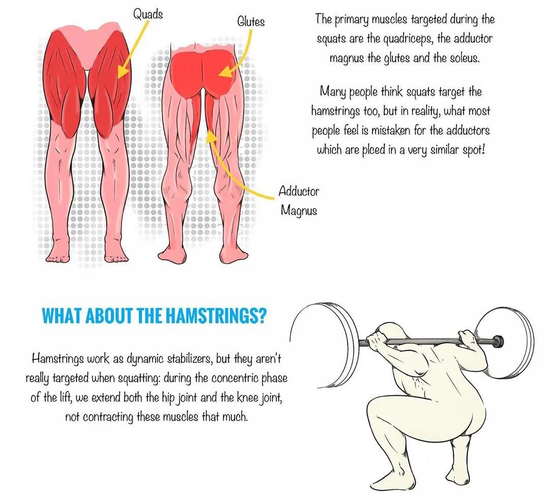 男女深蹲次数多少合适,练习深蹲一个月有什么效果