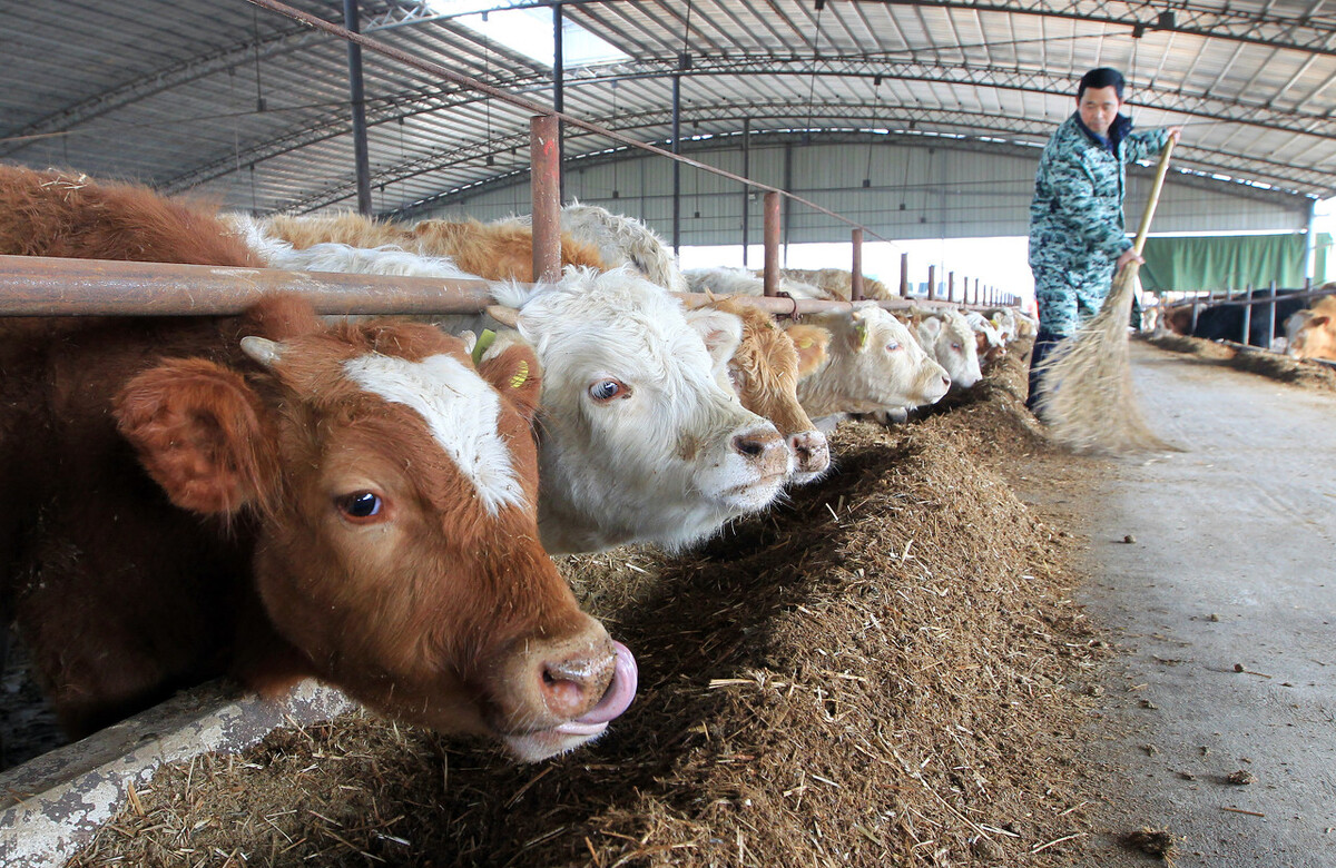 养牛给牛吃什么长肉快成本又低,牛光吃不长肉毛色不顺怎么办