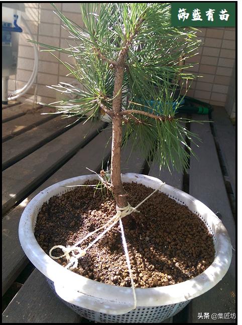 幼苗不好养?盆器很关键!以松类盆景为例,浅谈盆景幼苗养护技巧