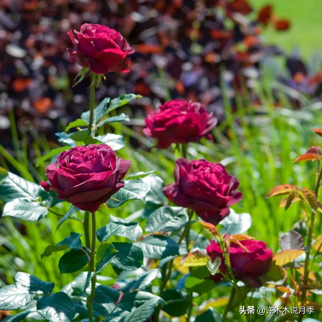 25个经典藤本月季大盘点。种一颗花满墙，新手好养长得快