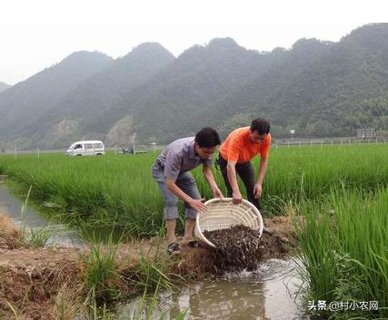 2021农村创业养殖有什么好项目,2020年农村种养殖创业项目