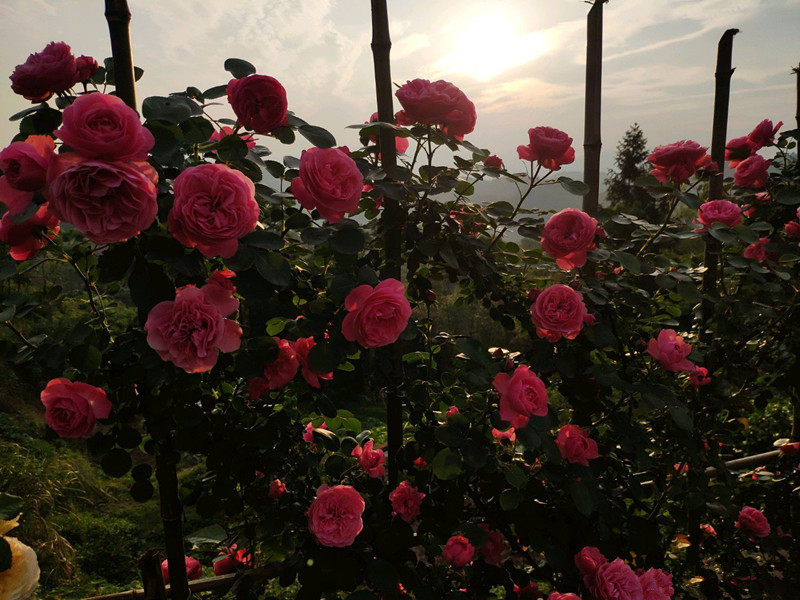 7种小型藤本植物,能在阳台上养,花量巨大,花期长,阳台变花园