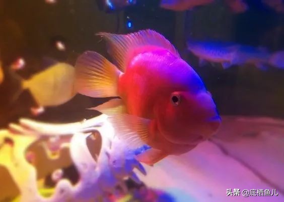 水族界的平头哥,鱼缸界平头哥