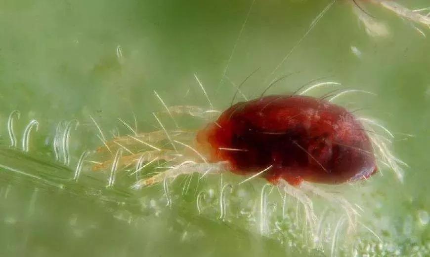 草莓地的红蜘蛛,红蜘蛛草莓园