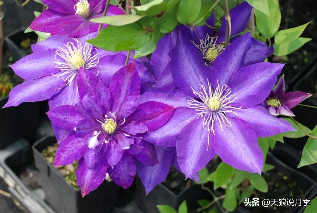 铁线莲折扣,铁线莲哪款值得入手