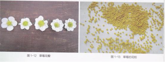 高产的高架草莓无土栽培技术,有机草莓的大棚种植与管理技术