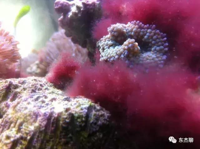海水缸活石爆绿毛藻怎么处理,鱼缸里的绿毛藻怎么处理