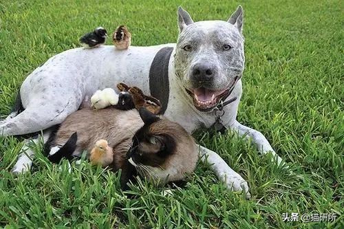 养猫好还是养狗好玄学,玄学上养猫有什么影响