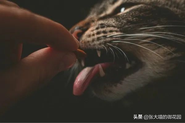 猫咪总喜欢咬自己的毛,猫咪总喜欢咬主人